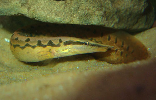 Tire track eel